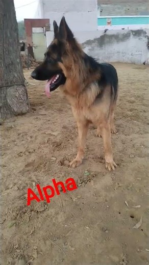 German shepherd alpha and Jimmy #germanshepherd #dogbreed #huskydog #pitbull #dog #dogtype #pets #