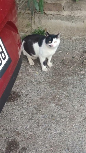 Unusual Face Patterns | Nature's Beautiful Design | Meeting a New Friend | The Cutest Masked Cat