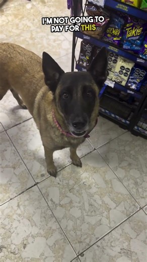 This Dog Works at the Shop Too 🐕❤️