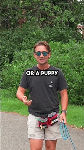 How to train a puppy to be calm