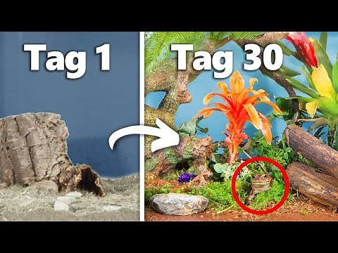 Simulate a rainforest for 30 days