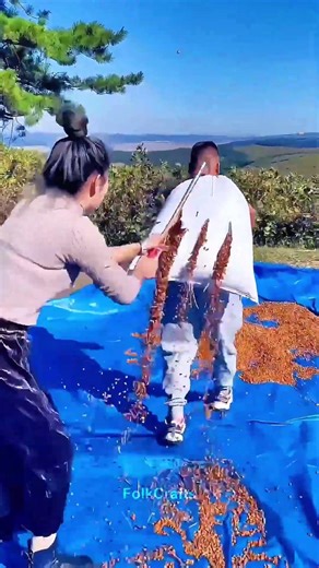 Pine Nut Drying Trick: Slitting a Nylon Sack Makes Drying Easy and Efficient! 🌰