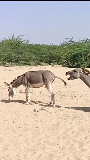 1.9M views · 5.1K reactions | Big donkey at jungle village pets...