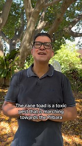 The cane toad is a toxic pest that has entered WA, and is now marching towards the Pilbara, where it will decimate wildlife. The Toad Containment Zone is the last line of defence in the battle to stop the toad’s spread into our state. Learn more on this week’s episode of The Future Of. 🎧 Listen now: curtin.edu/sajx4r #CurtinUniversity #CurtinResearch CRICOS code: 00301J. | Curtin University