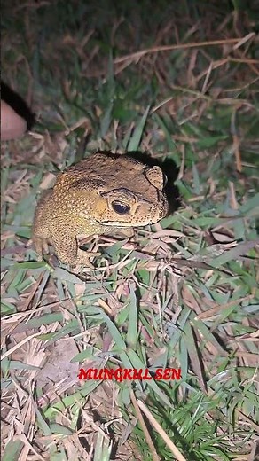 Toad touching and jumping fast #shorts