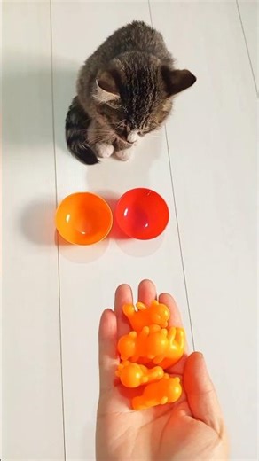 シ 😻Bobi Reverse – Fun & Magical Reverse Trick Videos!🐾#asmr#cat#kitten#funny