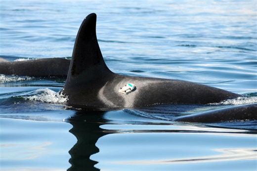 Follow the Whales: How Tagging Supports Whale Research and Rescue