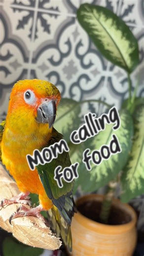 Sun Conure Responding to Mom’s Call❤️🦜 #birds #parrot #pets #sunconure #conure