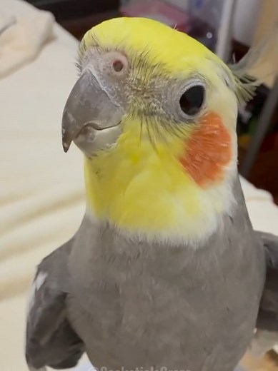 Adorable Cockatiel Larry's Cute and Funny Singing Moments 🥰😅🦜 #cockatielscraze #birdsinging #cutepets #mycutepets #AdorableCockatiel #PetLovers #fyp #pets #birdscharm #petsoftiktok #CockatielFun