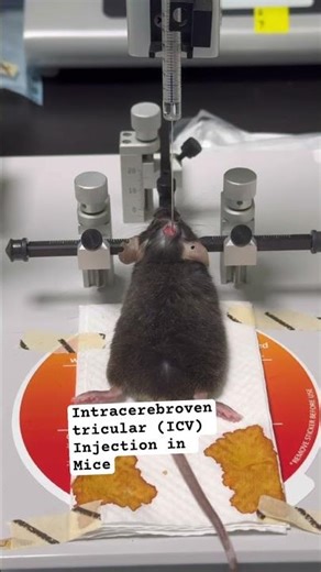 Intracerebroventricular (ICV) Injection in Mice