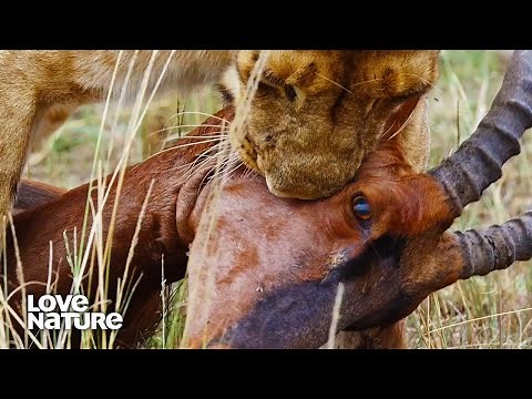 Lioness Makes Masterful Ambush in Takedown of Prey | Lions & Hyenas