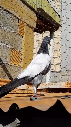 FNAF Cosplay Showcase