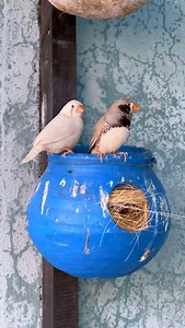 Zebra finch pair | Birds Lover