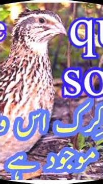 female Quail sound