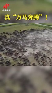 Watch the splendid scene of over ten thousand horses galloping across the Zhaosu Grassland in Northwest China's #Xinjiang Uygur Autonomous Region. #SplendidChina Every year in July, the Zhaosu Grassland of the Ili River Valley in Xinjiang teems with lush green vegetation. | Xi's Moments