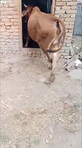 15K views · 193 reactions | #SOLD_OUT Milking cow   2nd lactation with 3days Hiffer Milk 15ltr Rate 75k Location budgam #floorplan #bhagavadgita #midwest #socialmedia #viratkohliedits #reelsfacebook #মসজিদ #nonfollowers #INDvsSA | Land of Kashmir | Facebook