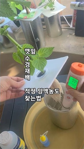 적정 양액농도 확인법.(깻잎 수경재배)