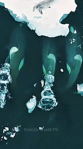 Orcas work together to hunt seals on an iceberg, creating powerful waves to wash them into the sea. One seal falls and is chased, but narrowly escapes by reaching a larger iceberg. A close call this is life in the wild, where survival means everything.🦭🦭🦭🐋🐋🐋😱😱😱 . . #lifestyle #orcaattack #orcas #orcawhales #killerwhales #Seals #sealions #oceanlife #marinelife #wildlife #NatureDocumentary #FishLifeWorldTV | FishLife world TV