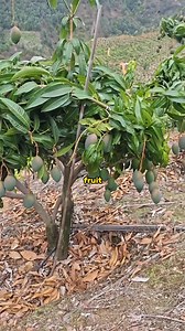 221K views · 3K reactions | How Farmers Clone Trees Without Seeds!  #TreeCloning #GrowWithoutSeeds #GraftingTechnique #PlantPropagation #GardeningHacks #DIYGardening #GreenThumb #PlantTok #HomeGardening #NatureHack #BackyardFarming #FruitTreeMagic | Morgan Venn | Facebook
