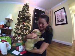 Surprised my wife with a golden retriever puppy for Christmas