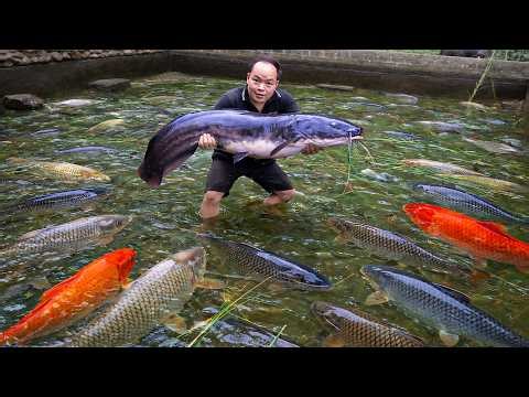 Building a Thriving Fish Farm | Cleaning and Stocking Massive Pond