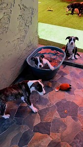 Check out adoptable Sable…just relaxin’ in the tub. 🎶🛁 | Stealing Hearts Rescue