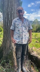 No. 2 Árbol maderable cedro | Duque El Detodito