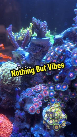 you just have to create your own reef to really get it so DO IT 😁 #ReefTank #reef #saltwateraquarium #fish #coral