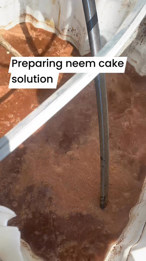 Preparation of neem cake solution #homegrown #SmartFarmingTips | Osikanii DE Farmer