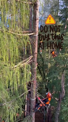 Training rigging elicopter 🌲🚁 Do not try this at home 😄 . . . . . . . #formazione3t #treeclimbing #arborist #arboricoltura #sicurezzasullavoro #formazioneprofessionale #arbpro #rigging #elicottero🚁 #elitellina | Formazione3t