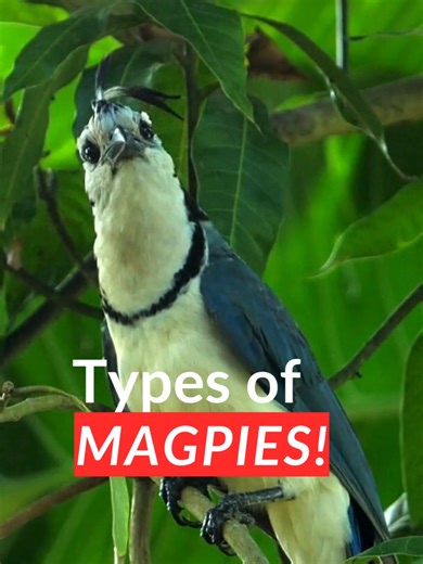 You Think You Know Magpies… But You Don’t 👀 You’ve seen a “magpie”… but was it actually a magpie? Europe, Australia, Asia, they look similar, but many aren’t even closely related. #magpie #wildlife #birds #birdfacts #wildlife #australia #ornithology #naturelovers #rareanimals #naturaleza #naturefacts #forest #wild #nature #science #biodiversity #biologia #animal