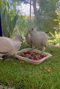 35K views · 1K reactions | If Torresian Imperial Pigeons (Ducula...