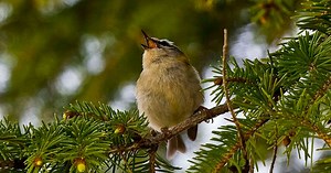 Sifflements, chants et gazouillis, mais que disent les oiseaux ?
