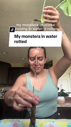 The smell of root rot will take your breath away… in the worst way! I went too long without changing the water on my monstera deliciosa growing in water so it’s rotted. Items used: water and sheers, that’s it. If you were able to get all the rot removed and still have nodes attached, you have a high chance of success! If you found this helpful, consider following along for more planty tips and leave any questions down below! #monsteradeliciosa #planthelp #rootrot