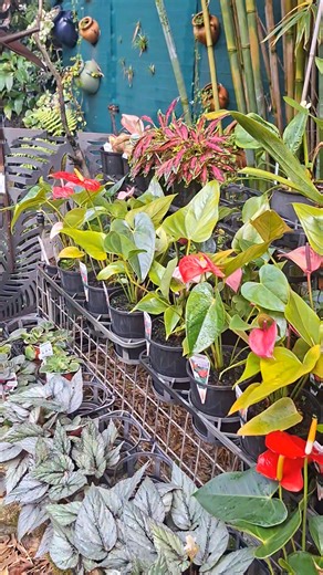 Beautiful Saturday in paradise ✨️ | Grow Plant Nursery