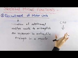 Recruitment of motor units | Skeletal muscle functions biomechanics
