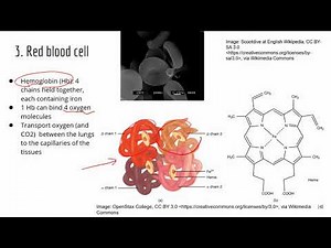 Comprehensive ATI TEAS Science Review Lecture_Blood