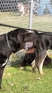 Exotic Boerboels aren’t just dogs, they’re on another level.🔥💯 Exotic Boerboels set the bar—when it comes to quality, nothing else even comes close. #wednesday #wednesdayvibes #feature #mastiff #dogs #boerboel #boerboelsofinstagram #southafricanboerboel #boerboels #boerboelpuppy #boerboellove #boerboelmastiff #boerboellife #boerboelmoments #boerboelfans #boerboelofinstagram #boerboelinstagram #boerboellovers #boerboellife🐾 #photooftheday #instaboerboel #instagoodreels | Boerboel Breeders Ohio