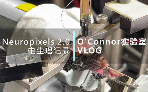 Neuropixels2.0探针上手VLOG 同时记录600+神经元伴随舔舔舔舔舔的放电
