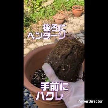 木立性のクレマチスを、鉢植えにしました。#クレマチス#ガーデン #ガーデニング #庭作業