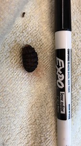 3.7K views · 69 reactions | Here is a short clip of the bot fly after it was removed from the rabbit. A few of you asked about the size and it there was a video of it beeing removed. The removal procedure was not recorded but this will give you an idea of the size. If you watch closely, you can see it moving. #wisconsinbotflies #wildlifeinneedcenterr #wildliferehab | Wildlife In Need Center | Facebook