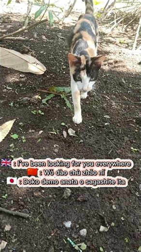 this cat is looking for its owner #cat #catlife #catshorts fiction