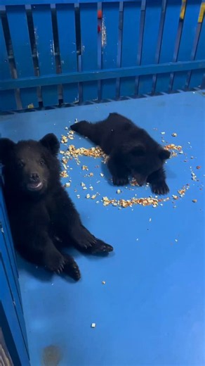 🐻 Bears Daily 🐻 (@bearsdaily_) on X
