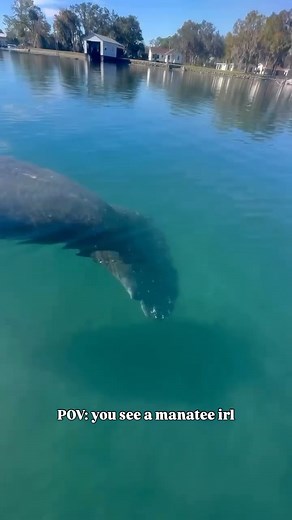15K views · 541 reactions | Manatee season is almost here! 冀 If you don't have plans to visit Crystal River for a clear kayak tour during manatee season (November 15th - March 31st), you should! ✨ We love sharing the waterways with these gentle giants + teaching guests how to responsibly see them. | Get Up And Go Kayaking | Facebook
