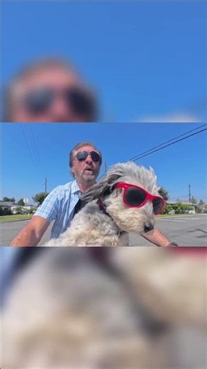 What to say when a dog does this...