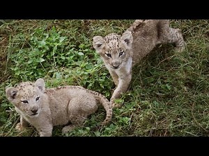 Lion Cubs Debut at Dallas Zoo!