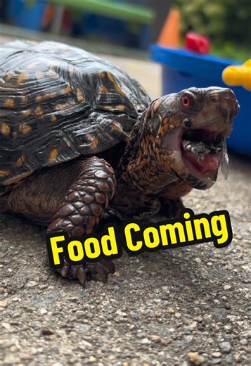 Eastern Box Turtle on TikTok