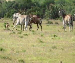 Angry zebra attacks baby antelope, mother antelope fights hard to protect baby | Xuân Amazing Wild