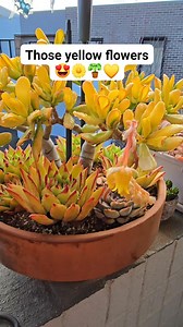 Cute yellow flowers of Echeveria 🪴💛 #bikolanahardinera #plantas #echeveria #succulentgarden #plantsmakepeoplehappy #flowers #yellowflowers #succulentlover #succulentcollection #succulents | Bikolanahardinera
