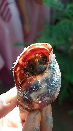 snai inside the shell 🐚